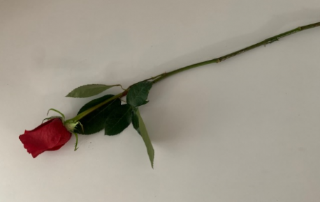 single Roses for funeral