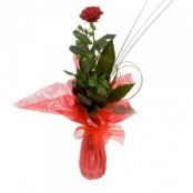 SINGLE GIFT WRAPPED RED ROSE