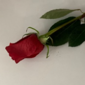 single Roses for funeral